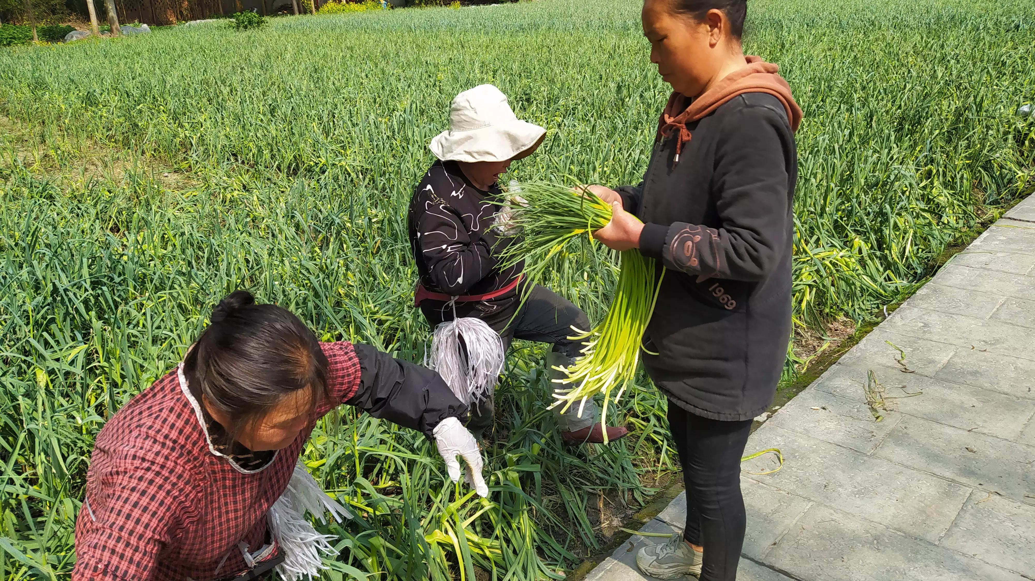 11月16日新蒜薹价格行情解析，获取与解读蒜薹价格信息的初学者指南