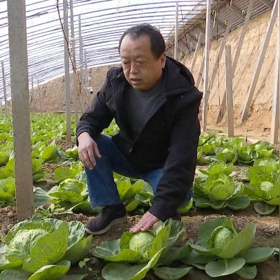 饶阳蔬菜最新价格揭秘，自然美景下的蔬菜之旅新篇章