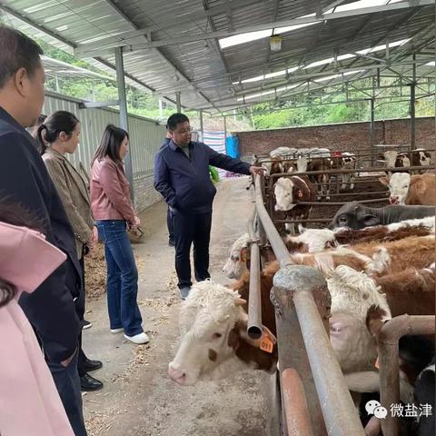 驾驭生活的母牛效应，学习变化，自信成就无限可能