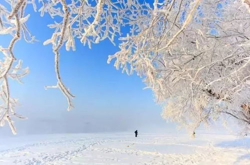 冬日暖阳下的雪花时光，2024年11月22日雪花热门版记录