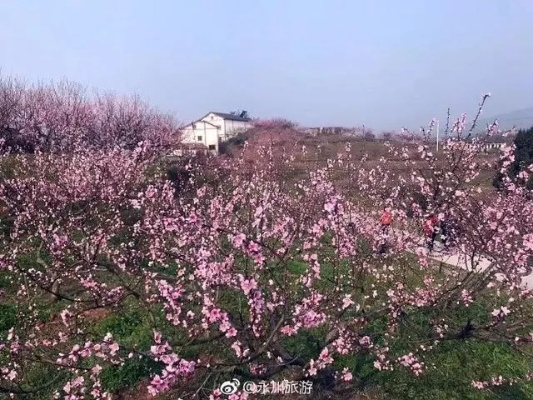 揭秘重庆桃花岛十一月新动态，最新新闻与一步指南探索桃花秘境