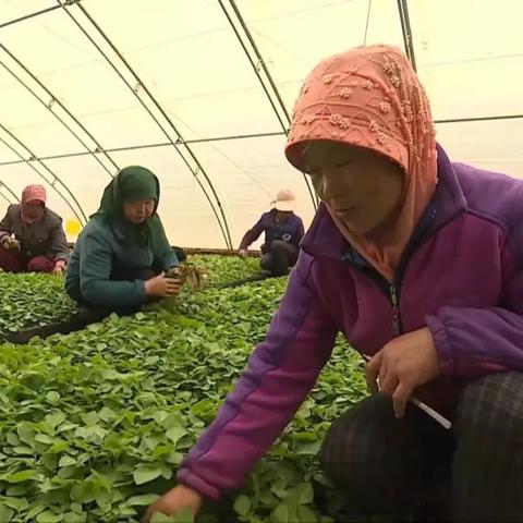 定西土豆情缘，历史价格揭秘与温馨故事回顾