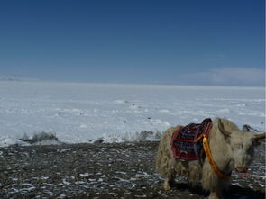 格尔木雪山旅游攻略，登顶冰雪世界的绝佳体验！