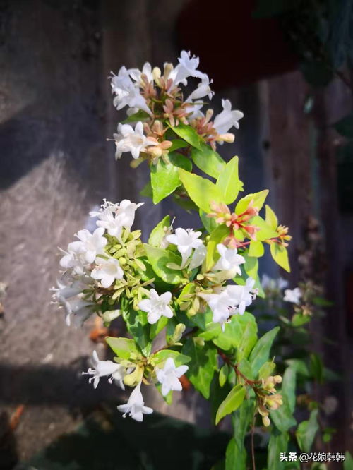 开花不断推荐，一直开花 