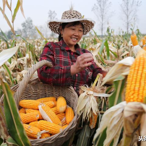 青蛙价格最新攻略揭秘，市场行情、购买指南一网打尽！