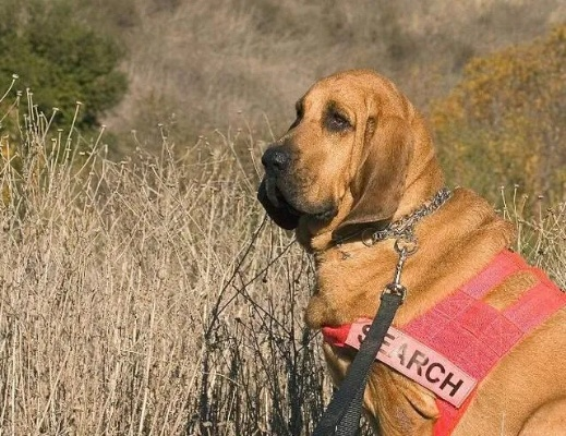 全球猎犬霸主排名揭晓，探寻顶级猎犬的力量与荣耀