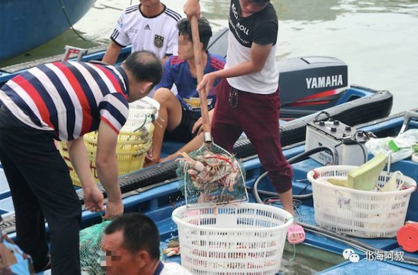 北海黄螺捕捞事件揭秘，最新视频报道带您探知真相