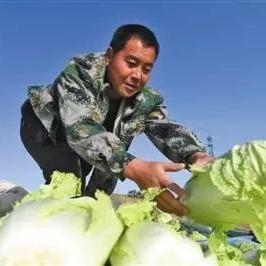 河北大白菜今日价格走势揭秘，行情分析与市场趋势