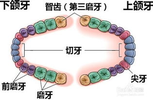 百度独家解析，牙龈长泡真相与应对良方