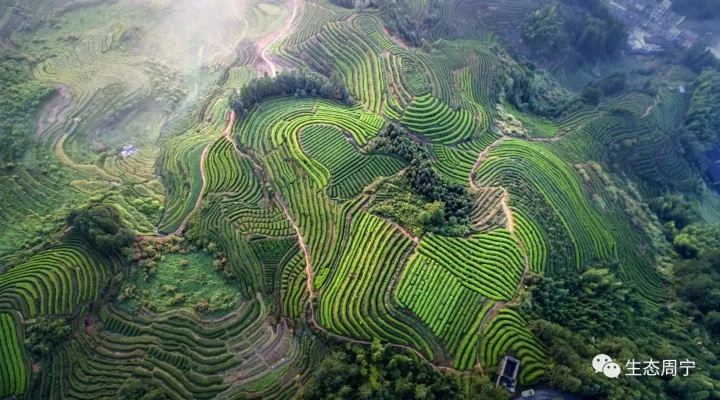 周宁茶山游玩全攻略，探秘茶香四溢的自然仙境！