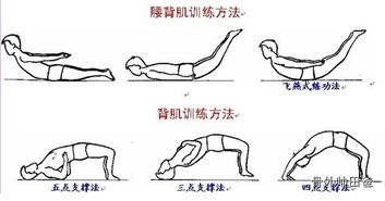 全面解析强化腰部力量，锻炼腰背的实用方法与技巧