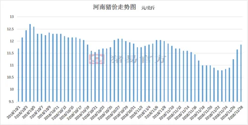 河南猪价最新行情今日更新！