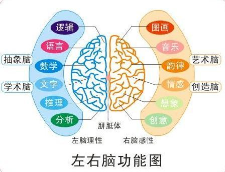 脑树突发展图，大脑树突越多越聪明吗 