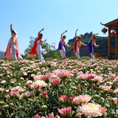 广场菊花盛开，惊艳大众美景不容错过