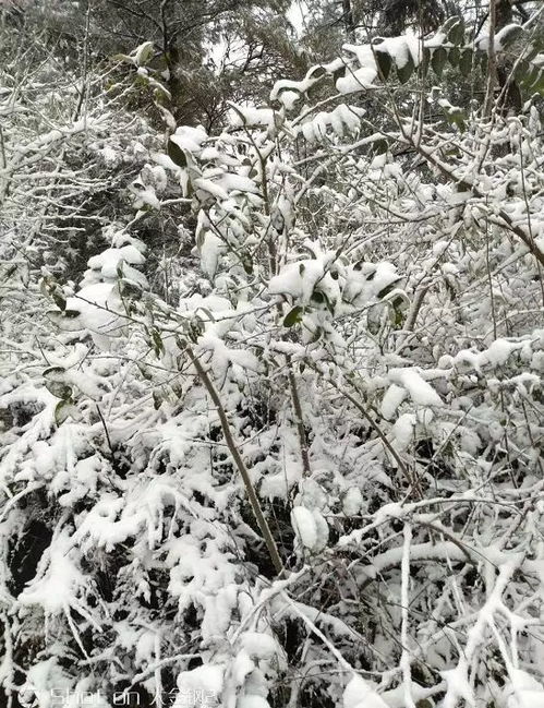 漳州雨夹雪最新动态，今日天气更新消息